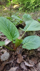 Bergenia
