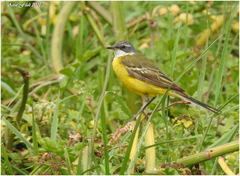 Motacilla flava iberiae
