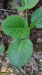 Bergenia