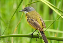 Motacilla flava iberiae
