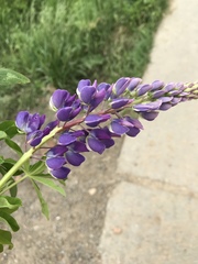 Lupinus polyphyllus