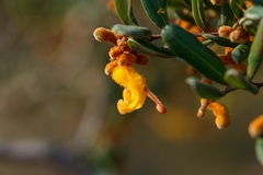 Grevillea chrysophaea