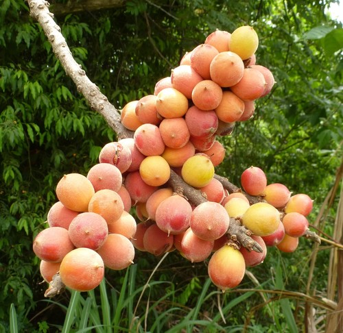 Pouteria alnifolia