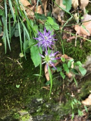 Phyteuma scheuchzeri