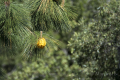 Cronartium conigenum