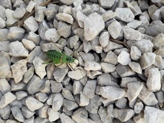 Lluciapomaresius anapaulae