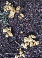 Pholiota subflammans