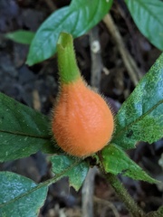 Atractocarpus hirtus