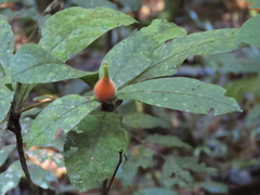 Atractocarpus hirtus