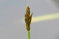 Carex chordorrhiza
