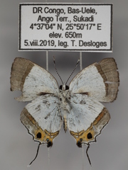 Pilodeudorix dimitris indentata