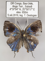 Pilodeudorix dimitris indentata