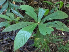 Atractocarpus hirtus