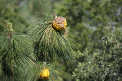 Cronartium conigenum