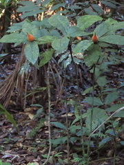 Atractocarpus hirtus