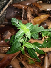 Pseuderanthemum variabile
