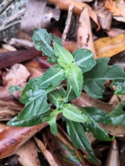 Pseuderanthemum variabile