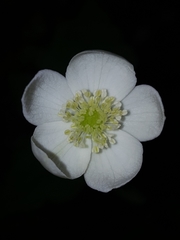 Anemonastrum deltoideum