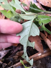 Pseuderanthemum variabile