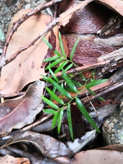 Geitonoplesium cymosum
