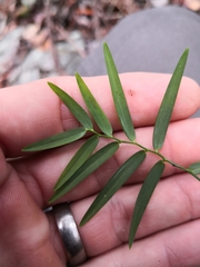 Geitonoplesium cymosum