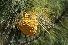 Cronartium conigenum