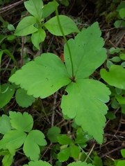 Anemonastrum deltoideum