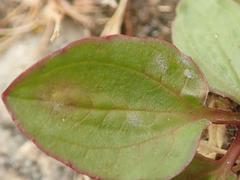 Golovinomyces sordidus