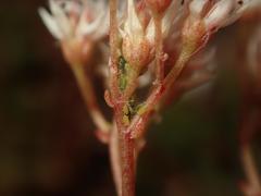 Nasonovia dasyphylli