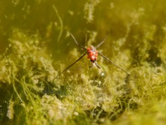 Limnochares aquatica