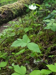 Anemonastrum deltoideum