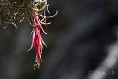 Tillandsia arroyoensis