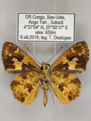 Pardaleodes tibullus tibullus