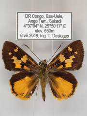 Pardaleodes tibullus tibullus