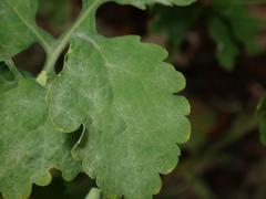 Erysiphe macleayae
