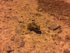 Eleutherodactylus guttilatus