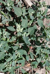 Chenopodium sosnowskyi