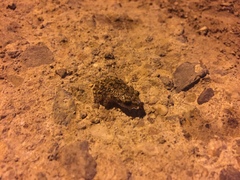 Eleutherodactylus guttilatus