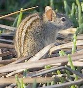 Four-striped Grass Mouse