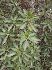 Myoporum insulare