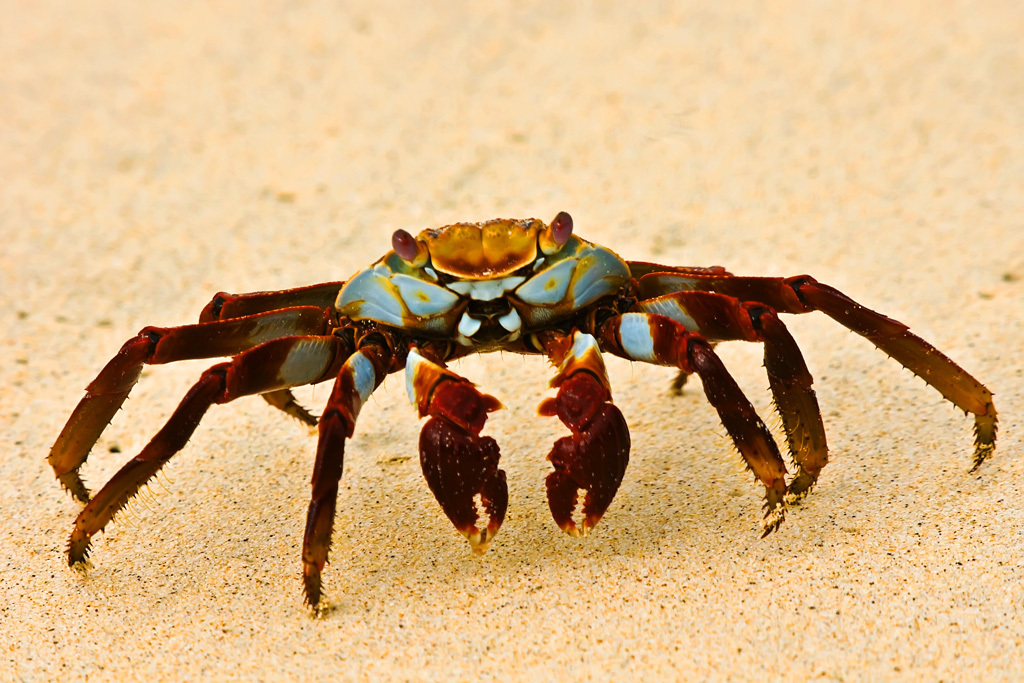 Shore and marsh crabs