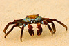 Land, Shore, and Marsh Crabs - Photo (c) David Cook Wildlife Photography, some rights reserved (CC BY-NC)