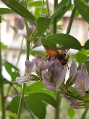Megachile centuncularis