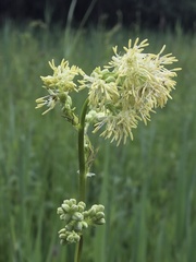 Thalictrum lucidum