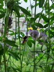 Megachile centuncularis