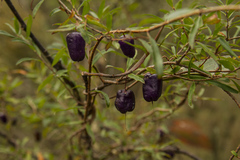 Billardiera macrantha