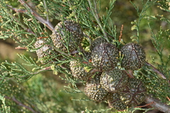 Callitris verrucosa