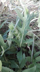 Cirsium oleraceum