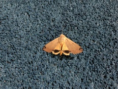 Ophiusa disjungens