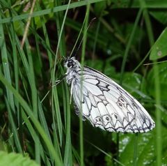 Melanargia galathea